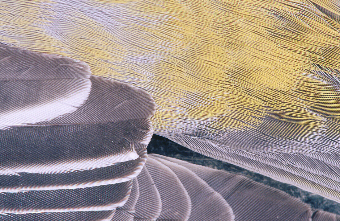 Detail of feathers on back of dead bird