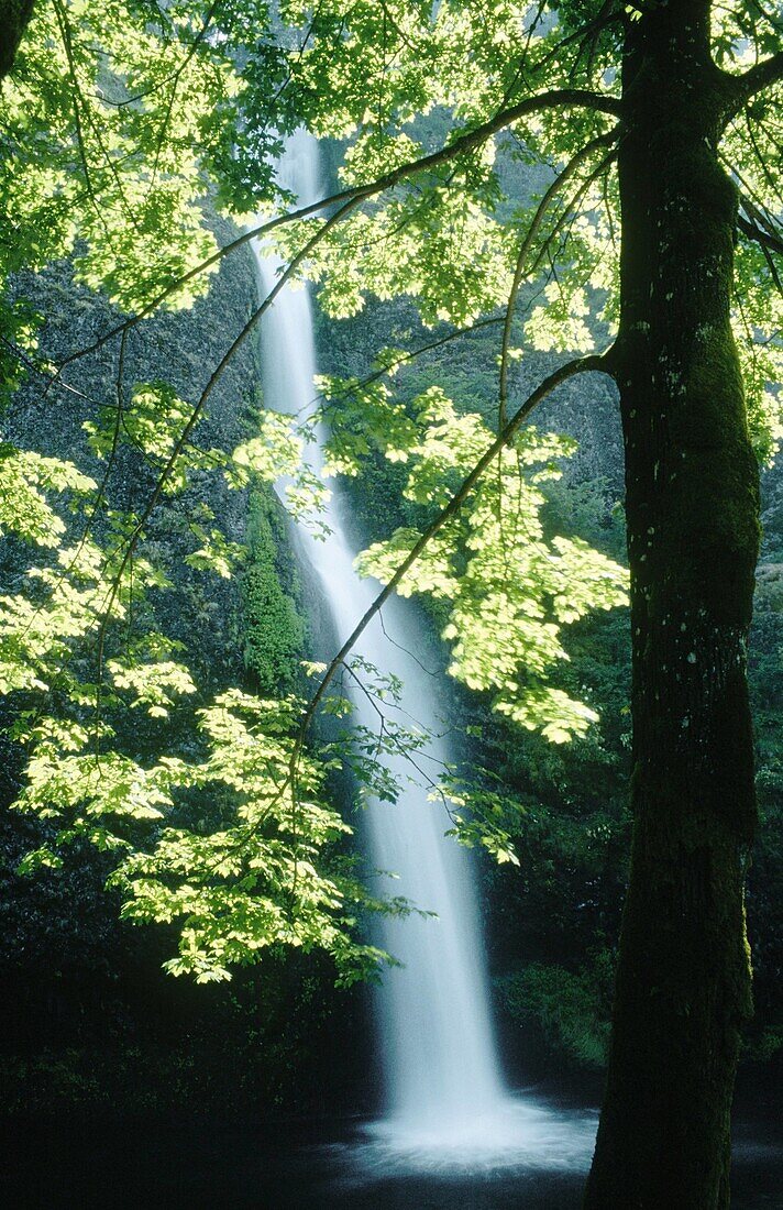 Horsetail Falls. Columbia George Natural Scenic Area. Oregon, USA