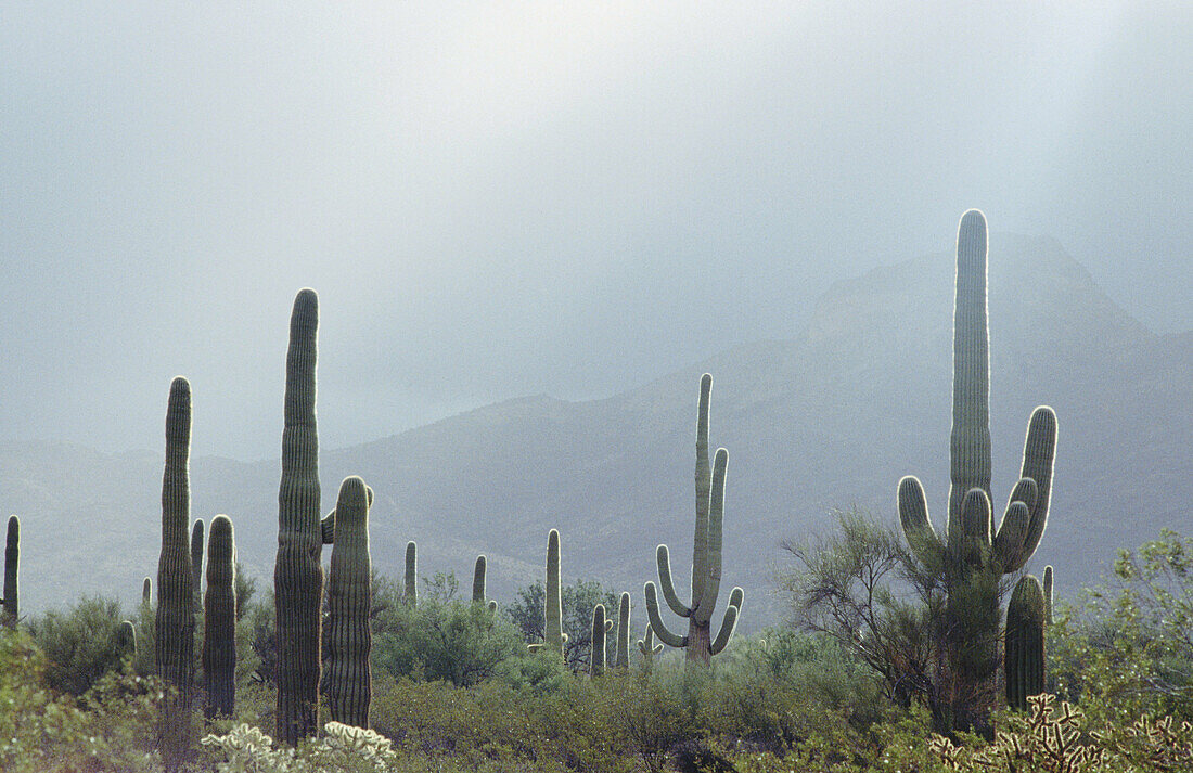 Giant saguaro cactus in winter rain squall. Organ Pipe Cactus National Monument. Sonoran desert. Arizona. USA