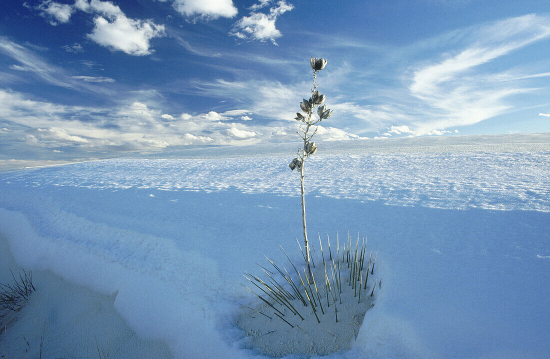 Dead Soaptree Yucca (Yucca elata). White Sands National Monument. New Mexico. USA