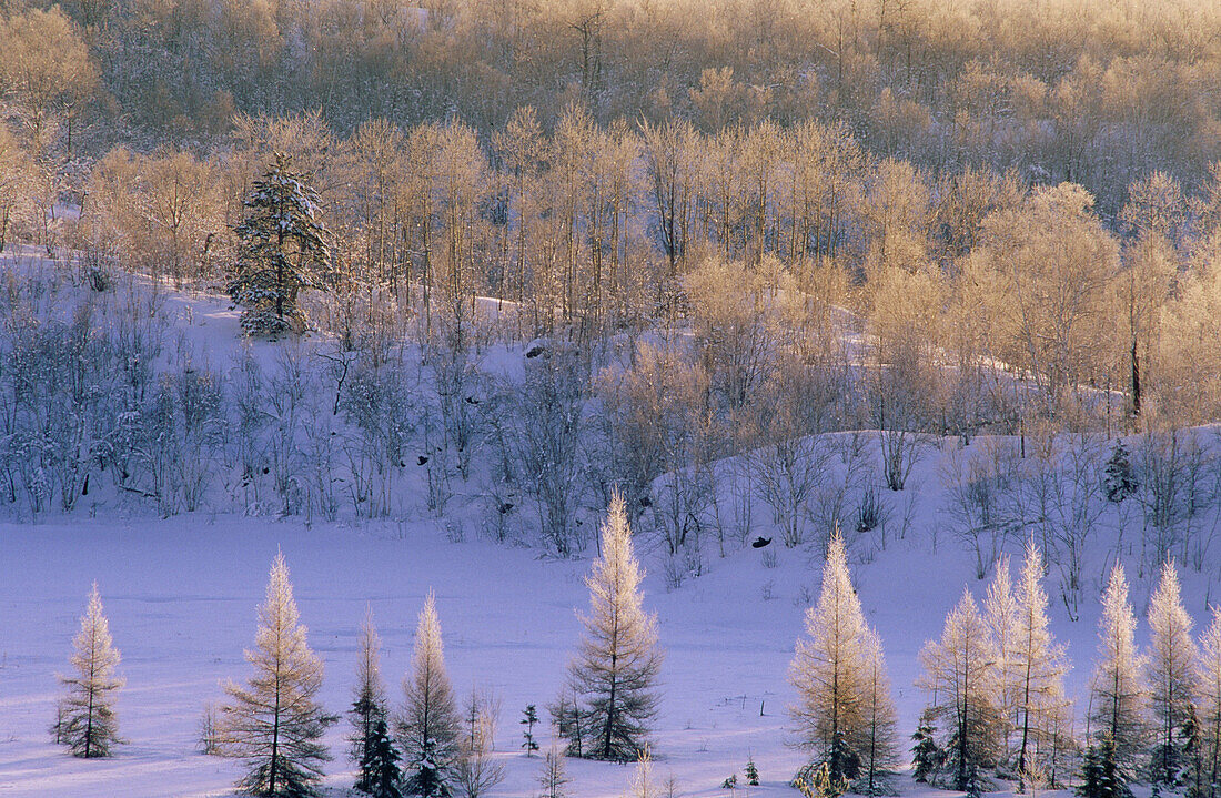 Frosted birch and oak trees on ridge with wetland larches at sunrise. Walden. Ontario. Canada