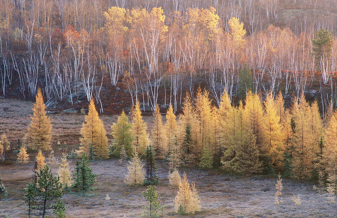 Dawn light on frosted autumn tamaracks at edge of wetland with hillside of bare birch. Walden. Ontario. Canada