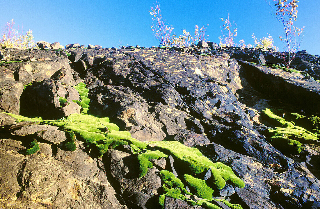 Green patch of pohlia moss thriving in drainage pattern on rock outcrop stained by old mining practices. Sudbury. Ontario. Canada