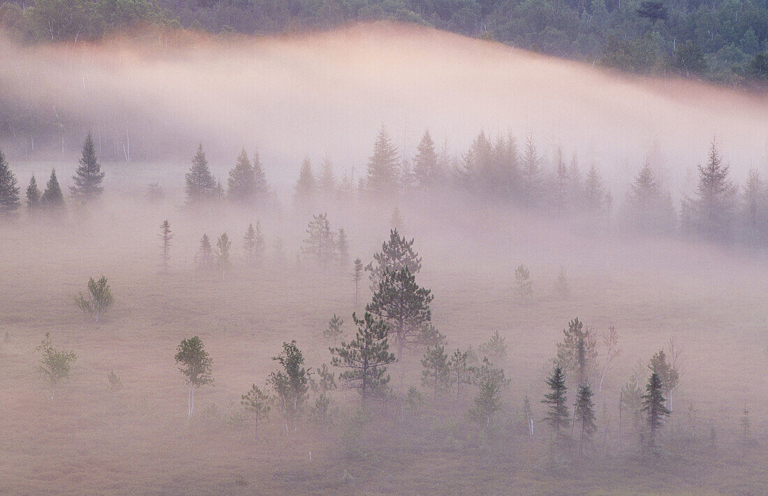 Morning light on mists and pines in beaver meadow. Walden. Ontario. Canada