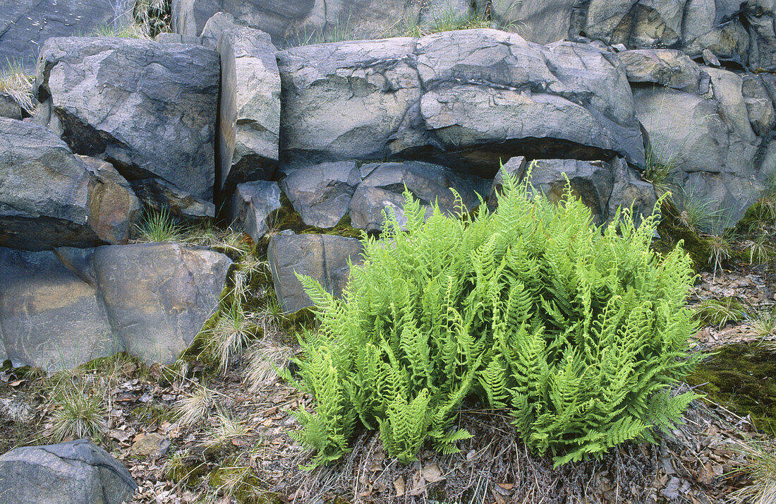 Hayscented Fern (Dennstaedtia punctilobula). Sudbury. Ontario. Canada