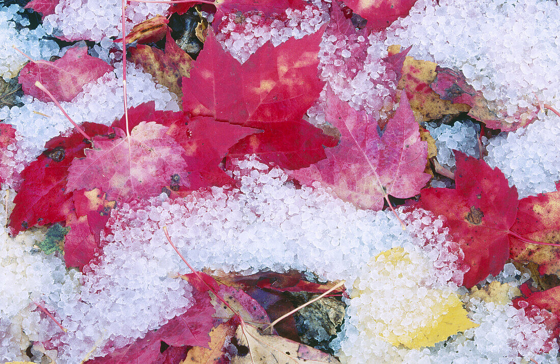 Red Maple leaves (Acer rubrum) covered with hail. Sudbury. Ontario. Canada 