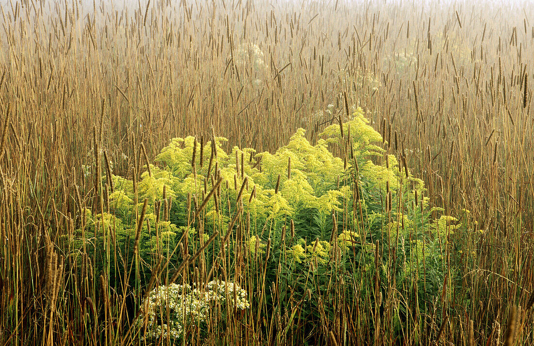 Timothy grass (Phleum pratense), Goldenrod (Solidago sp.) and Aster (Aster sp.) in late summer. Walden. Ontario. Canada