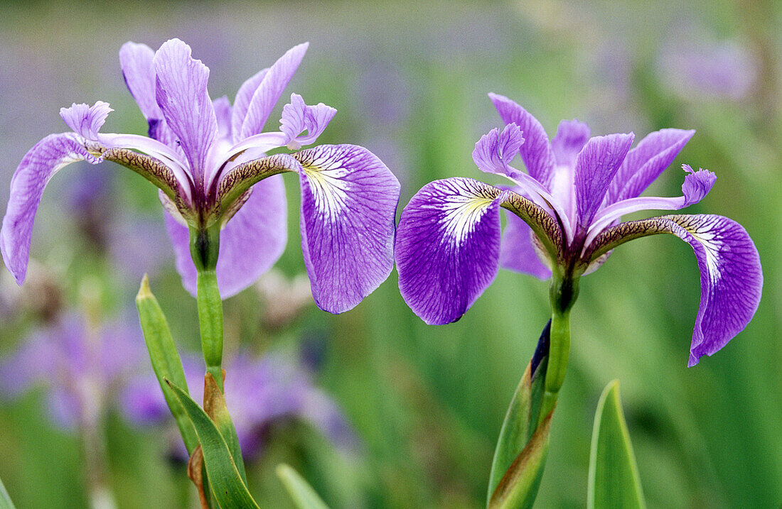 Blue Flag (Iris versicolor): wetland plant blooming in marsh-Newfoundland. Gros Morne National Park. Newfoundland and Labrador, Canada