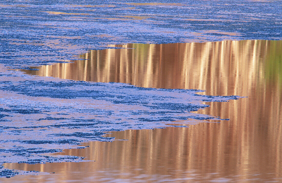 Spring reflections: birch tree reflections and receding ice in Ramsay Lake at spring breakup. Sudbury. Ontario, Canada