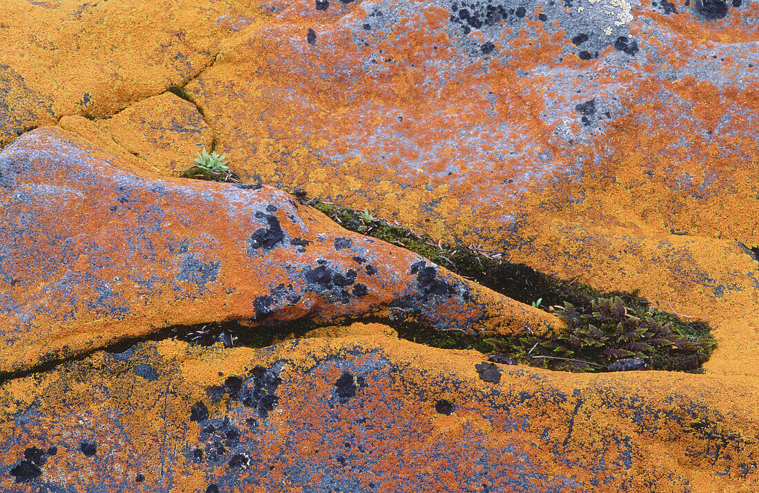 Hudson Bay lichens: large colony of Xanthoria leaf lichen coating granite outcrops. Churchill. Manitoba, Canada
