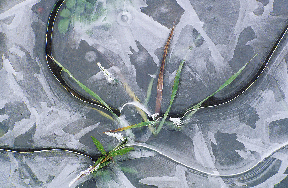 Ice patterns: green blades of grass in gray ice puddle. Walden. Ontario, Canada