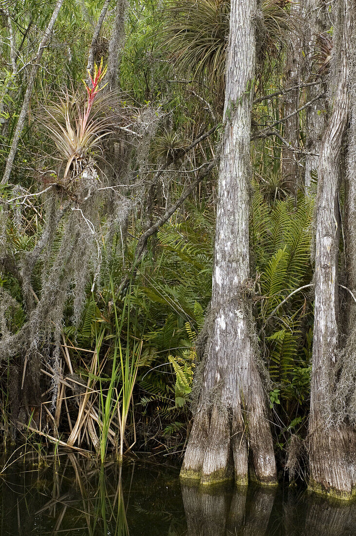 Cypress roots and air plants. Big Cypress Preserve, FL, USA