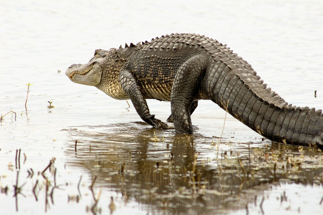 American alligator (Alligator mississippiensis) loafing at edge of lake. Myakka River SP, FL, USA