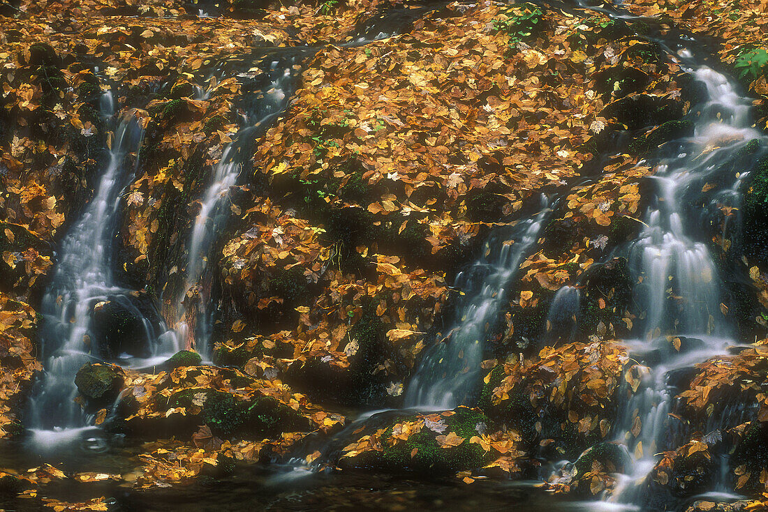 Southern Appalachian stream in autumn. Small cascade flowing through fallen leaves in Little River Canyon. Great Smoky Mountains NP. Tennessee. USA.