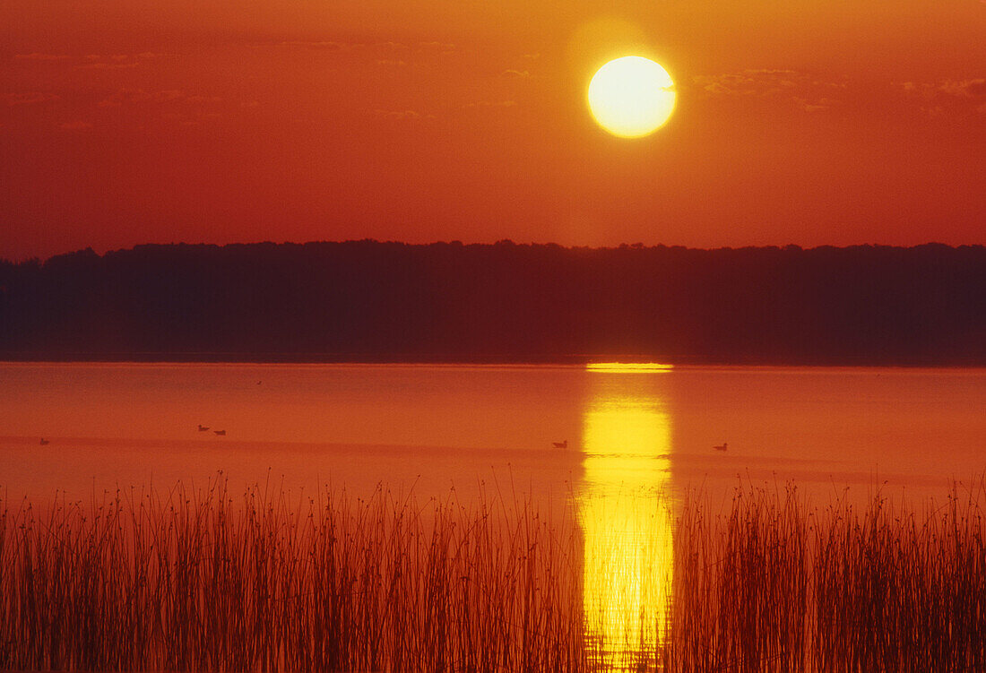 Ontario wetland scenic. Lake Mindemoya with reed bed at sunrise. Manitoulin Island. Ontario. Canada.