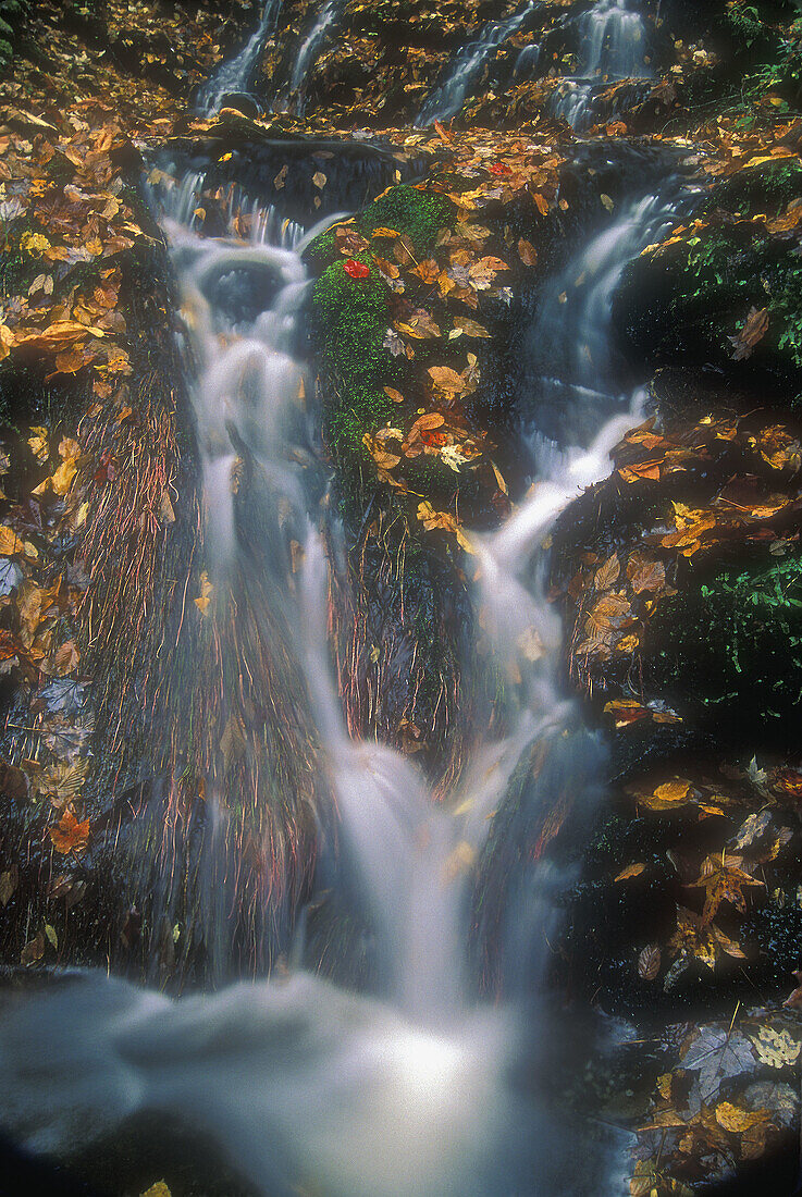 Small cascade flowing through fallen leaves in Little River Canyon. Southern Appalachian stream in autumn. Great Smoky Mountains NP. Tennessee. USA.