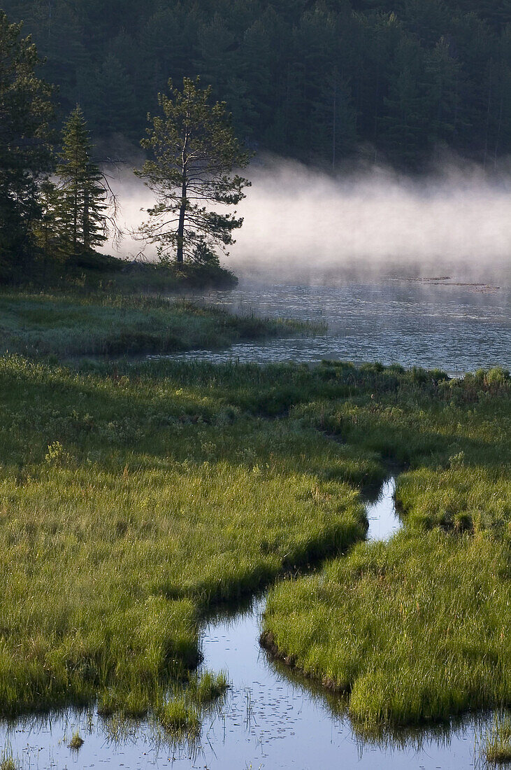 Pine tree and morning mist near boreal lake and wetland. Whitefish Falls. Ontario. Canada.