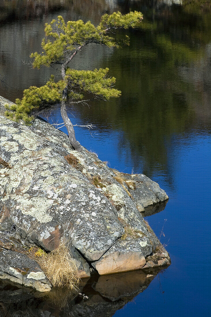 White pine tree and granite outcrop on shore of small pond. Whitefish Falls. Ontario. Canada.