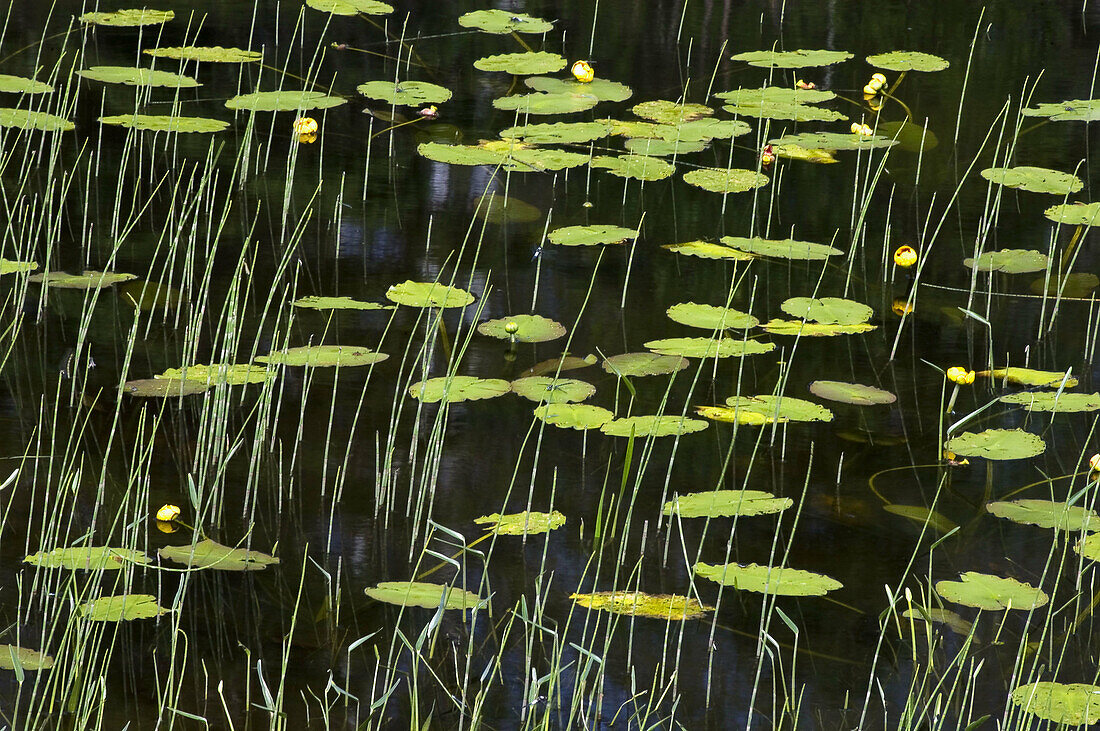 Yellow water lilies and grasses in wetland. Worthington, ON, Canada