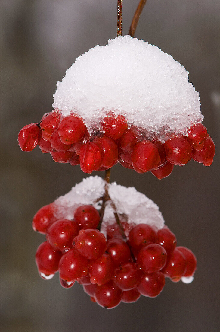 Highbush cranberry (Viburnum trilobum), berries with fresh snow. Sudbury, ON, Fielding Park, Canada
