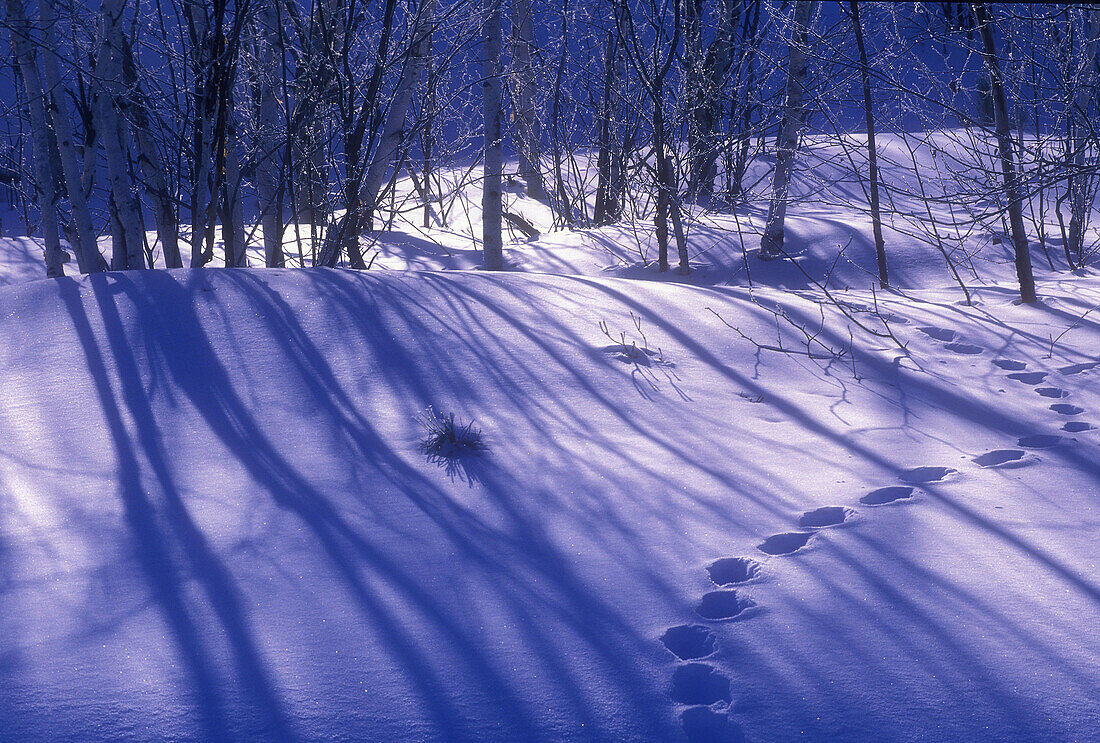 Birch grove shadows with animal tracks, winter scene in Northern Ontario. Lively, ON, Canada