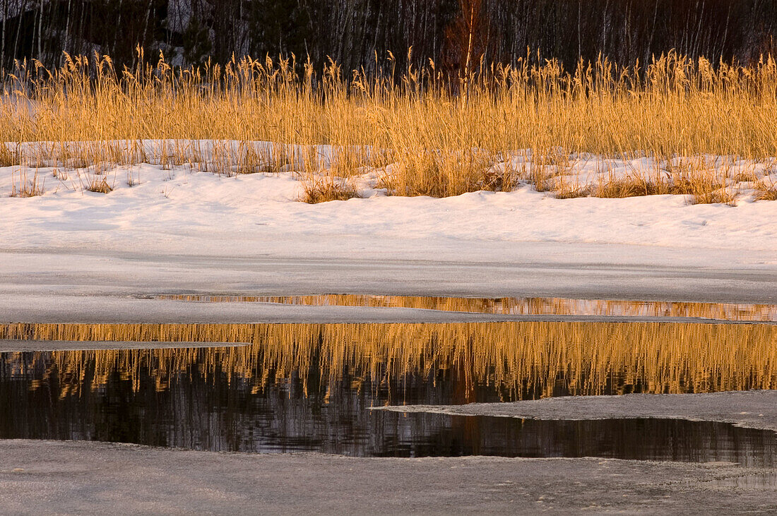 Remant snow and marsh grasses reflected in open water of Robinson Creek. Sudbury. Ontario, Canada