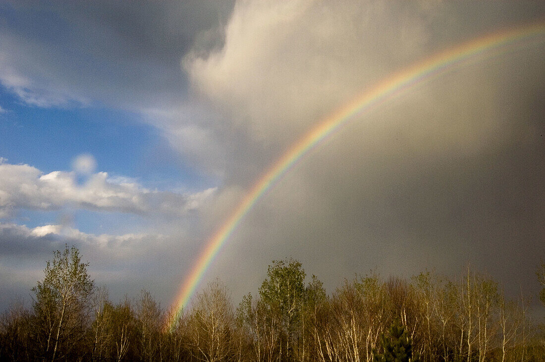 Rainbow over spring aspens. Lively. Ontario, Canada