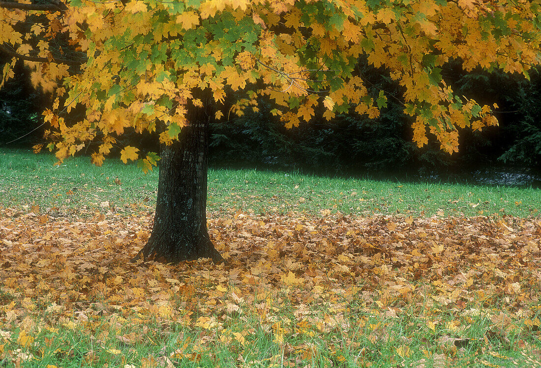 Maple tree and fallen leaves in meadow, Southern Appalachian autumn woodland scenic. Townsend, TN, USA