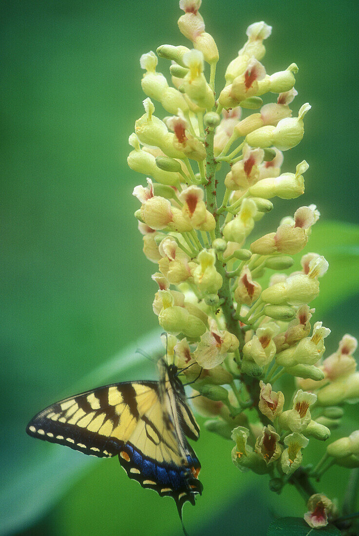 Tiger swallowtail, (Papilio glauca) foraging on yellow buckeye flowers. Great Smoky Mountains NP. Tennessee. USA.