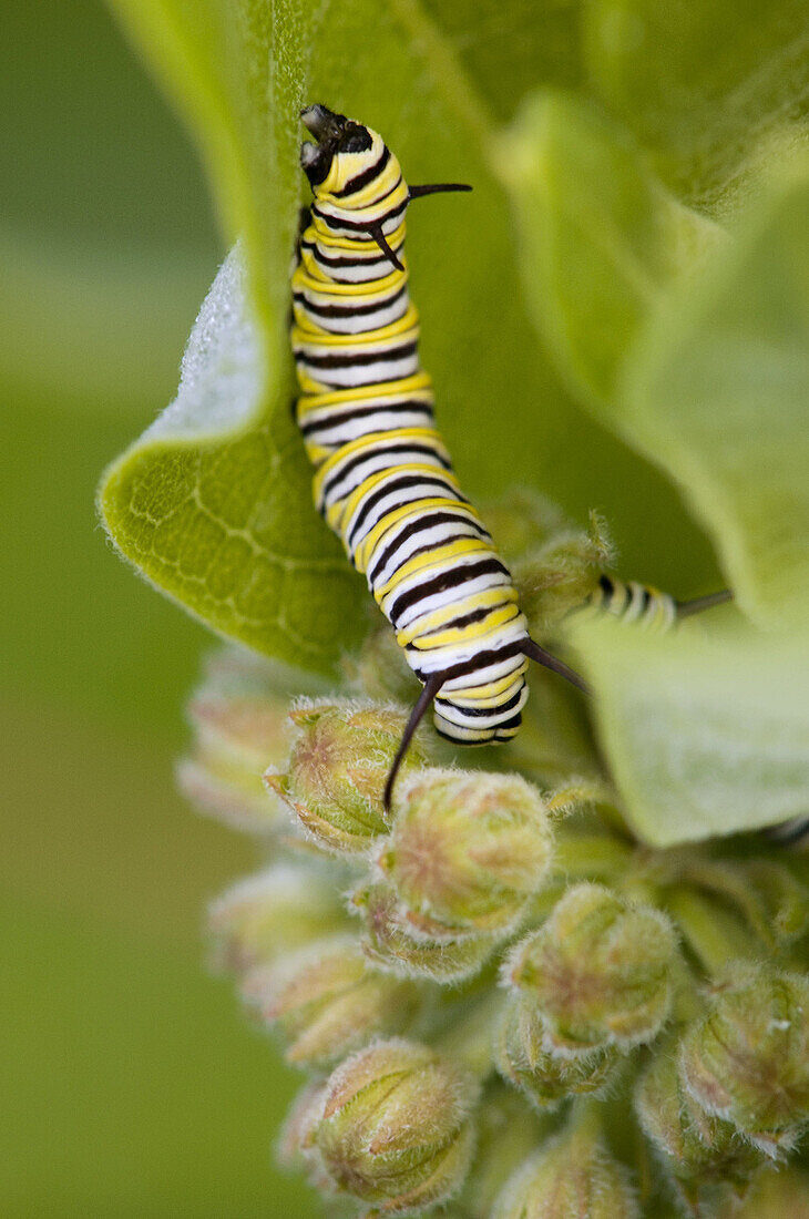 Monarch butterfly (Danaus plexippus) caterpillar (2nd-3rd instar) feeding on milkweed flowers. Lively, ON, Canada