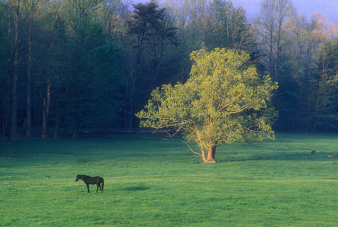 Pasture in Cades Cove with grazing horse. Great Smoky Mountains NP. Tennessee. USA.