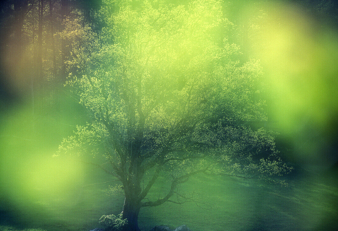 Mature maple in Cades Cove pasture through out of focus dogwood leaves and blooms. Great Smoky Mountains NP. Tennessee. USA.