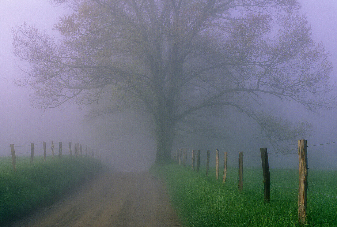 Fence line and trees in fog along Hyatt Lane in Cades Cove. Great Smoky Mountains NP. Tennessee. USA.