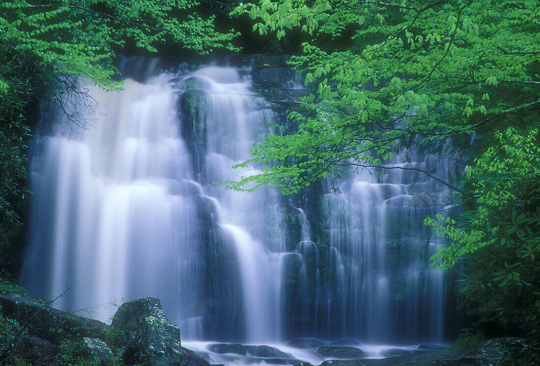 Emerging foliage overhanging Meigs Falls on a rainy day. Great Smoky Mountains NP. Tennessee. USA.