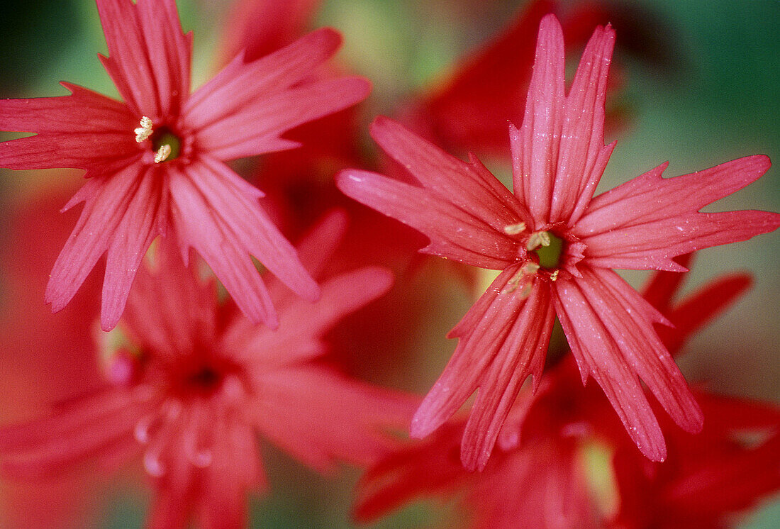 Fire pink, (Silene virginica). Close-up portrait. Great Smoky Mountains NP, Tennessee. USA.