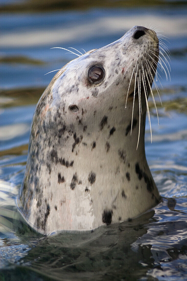 Harbour seal (Phoca vitulina), portrait of curious individual. Victoria, BC, Canada