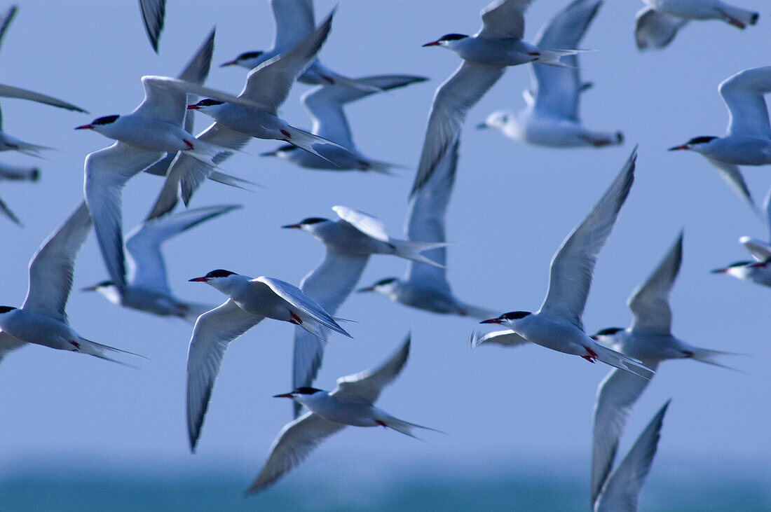 Terns in flight over Pt. Pelee tip. Pt. Pelee NP, ON, Canada
