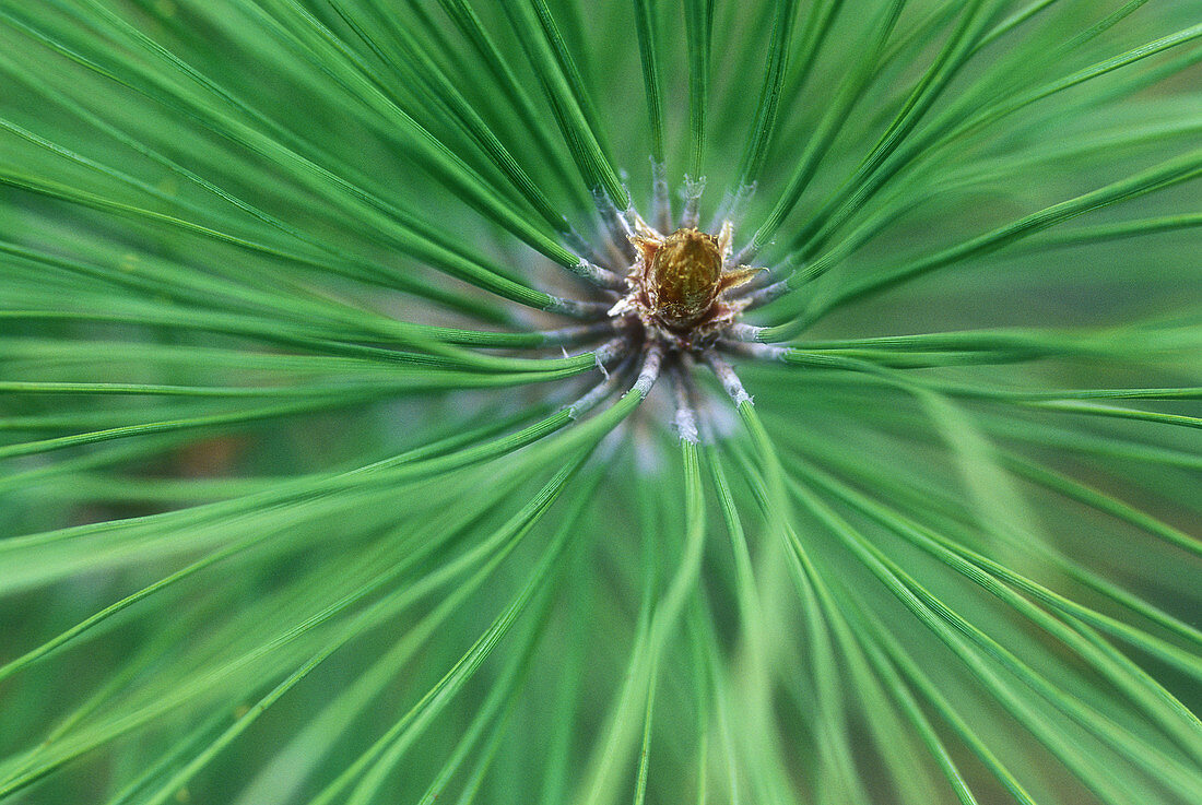 Red pine, Pinus resinosa. Tip of pine bough with needles. Walden. Ontario, Canada 