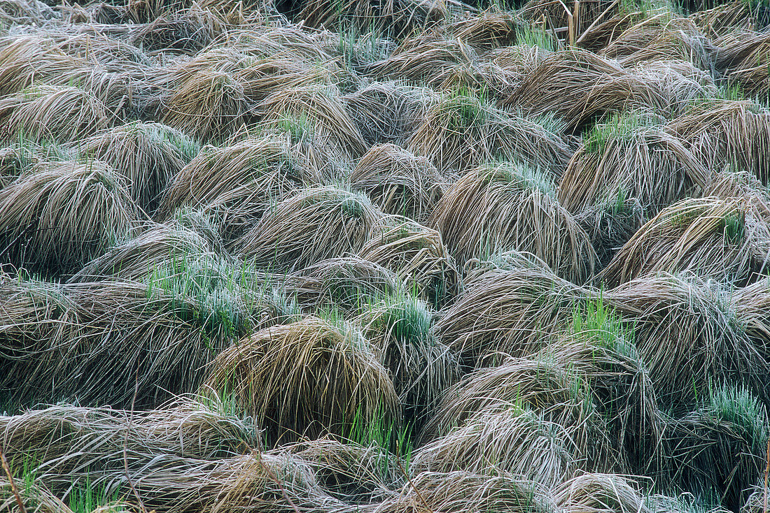Emerging growth from grass hummocks in wetland. Burwash, Ontario, Canada