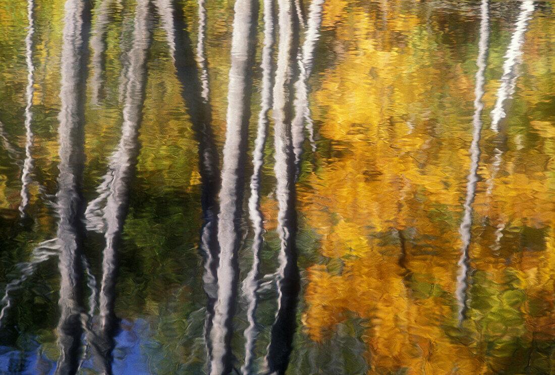 Autumn colours and dead trees reflected in beaver pond. Parry Sound. Ontario, Canada