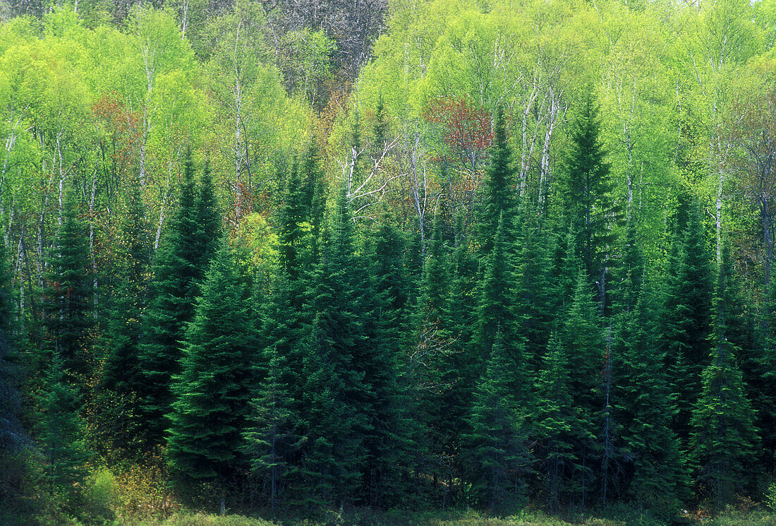 White spruces and emerging foliage on aspen trees. Cartier. Ontario, Canada