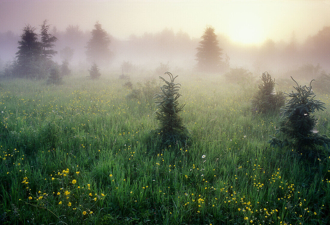 Bloom of buttercup in meadow with spruces and morning mists at sunrise. Lively. Ontario, Canada