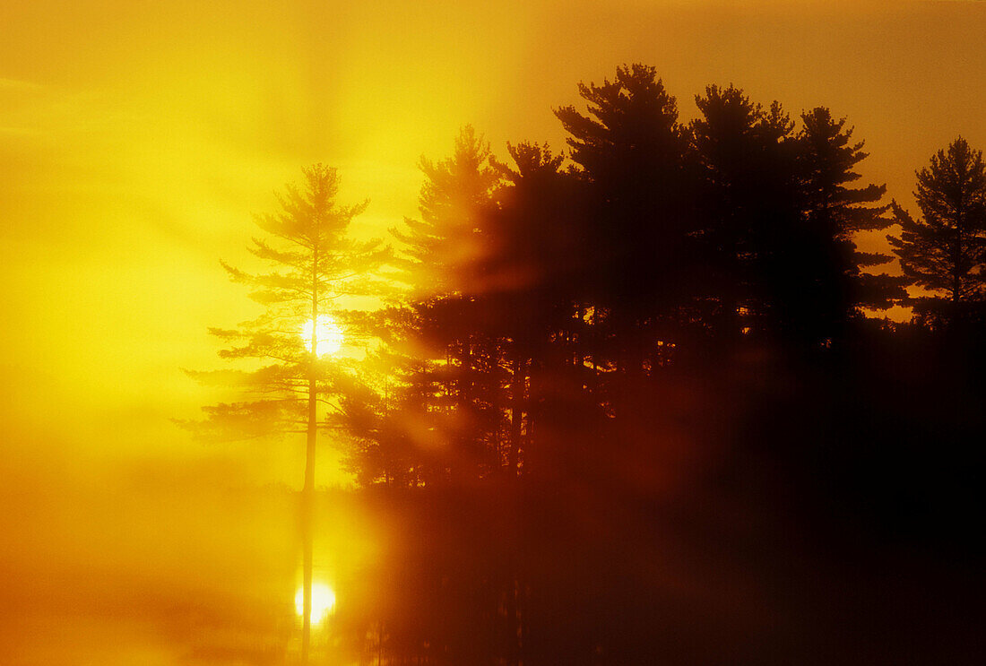 Rising sun and white pine silhouettes at edge of small lake. Burwash. Ontario, Canada