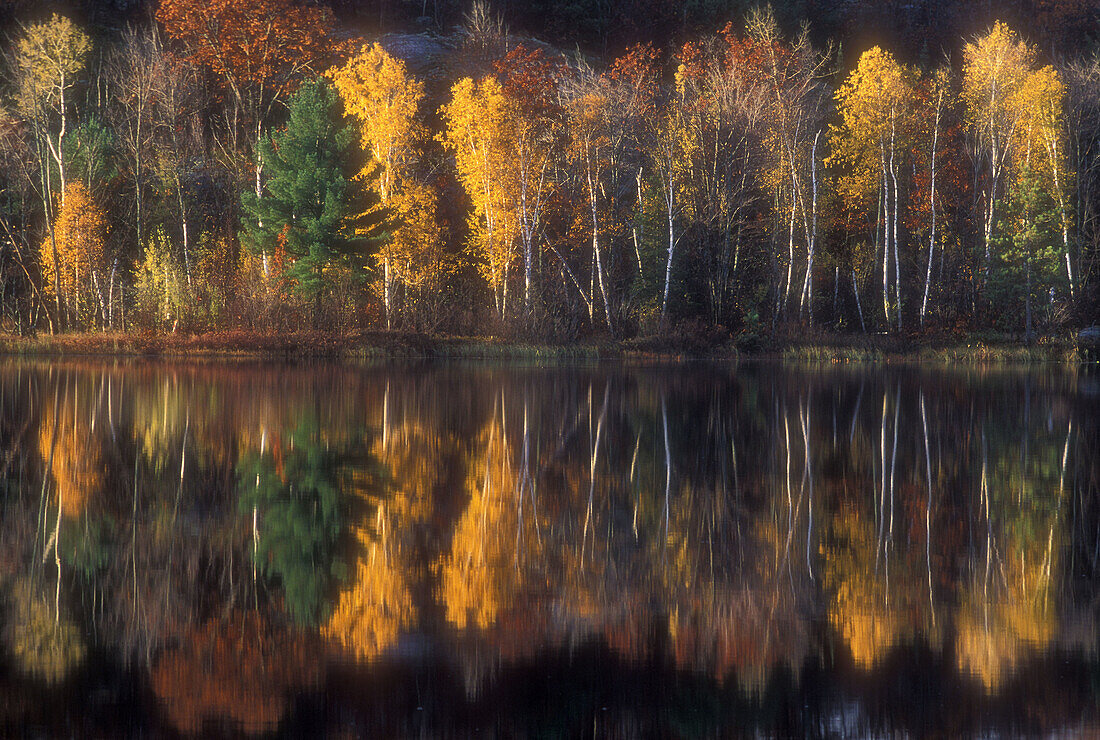 Autumn trees reflected in Griffin Lake. Espanola. Ontario, Canada 