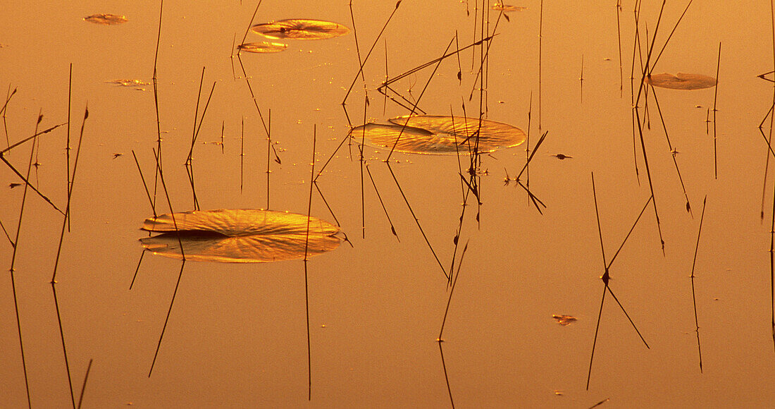 Golden morning skies reflected in Lighthouse Pond waters, with lily pads and pond sedges. Killarney PP. Ontario, Canada