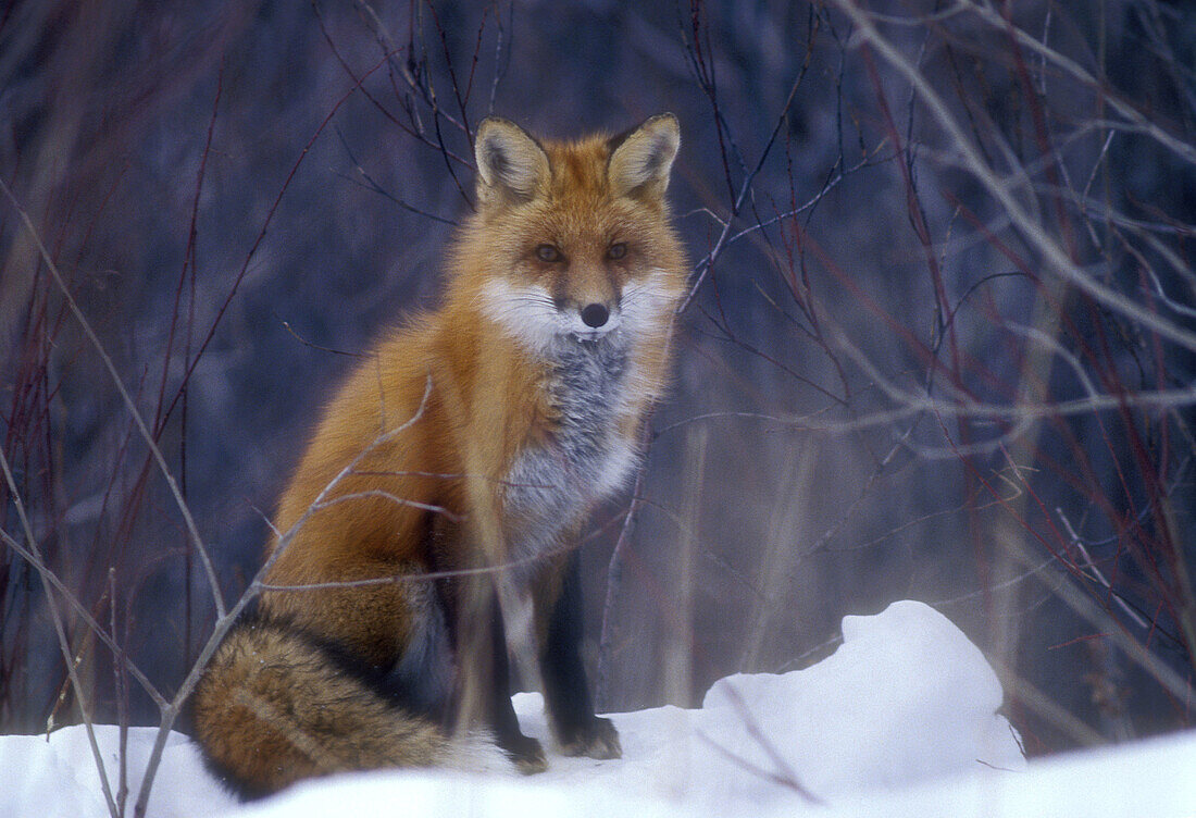 Red fox (Vulpes vulpes) loafing in thicket in mid winter. Sudbury. Ontario. Canada.