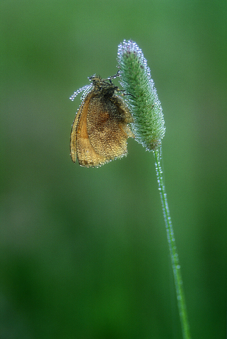 Dew covered butterfly specimen perched on timothy grass, waiting morning sun. Sudbury. Ontario. Canada.