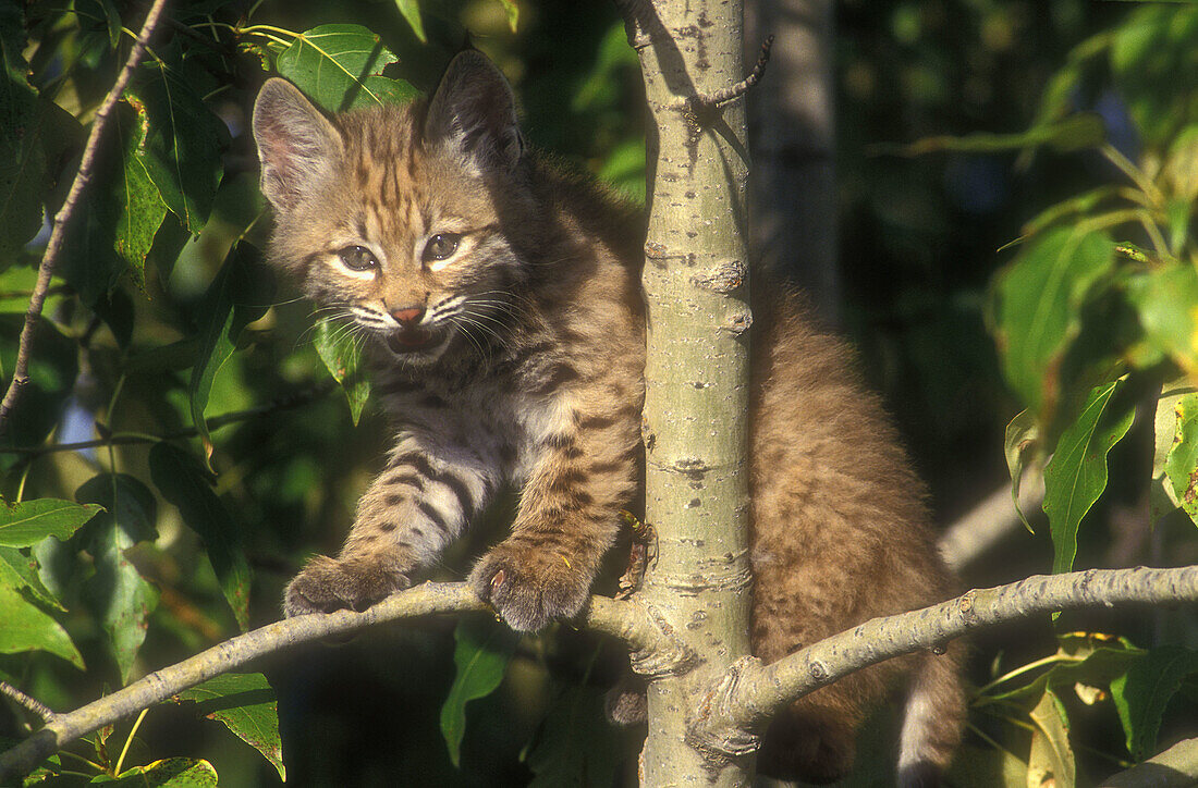 Portrait bobcat (Felis rufa) kitten on aspen tree limb. Native to continental US.