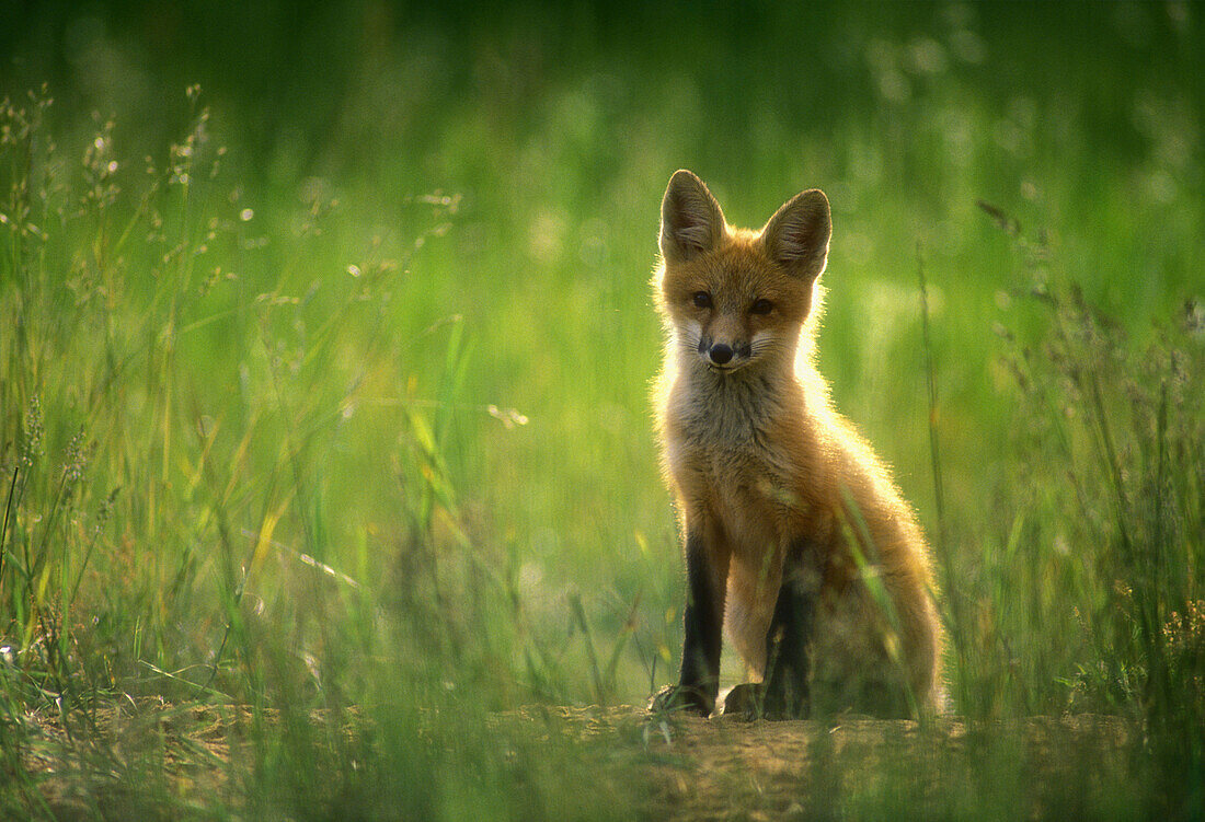 Red fox (Vulpes vulpes) kid sitting quietly in long grass near den entrance. Killarney. Ontario. Canada.