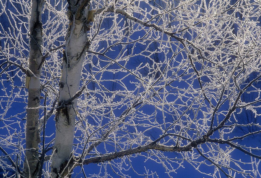Morning frost coating birch trees near open water of Junction Creek in winter. Sudbury, Ontario. Canada.